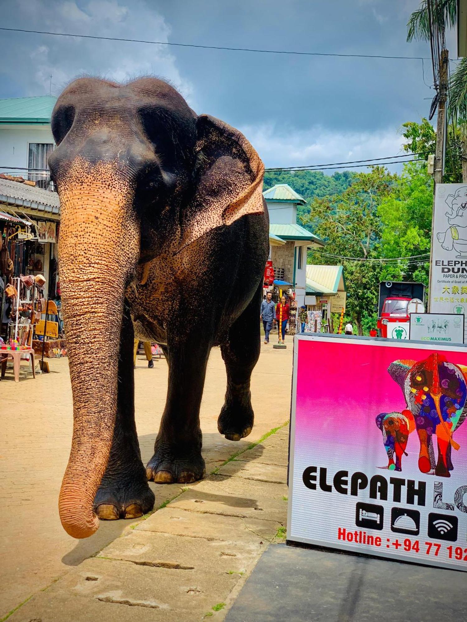 Elepath Lodge- Pinnawala ピンナワラ エクステリア 写真
