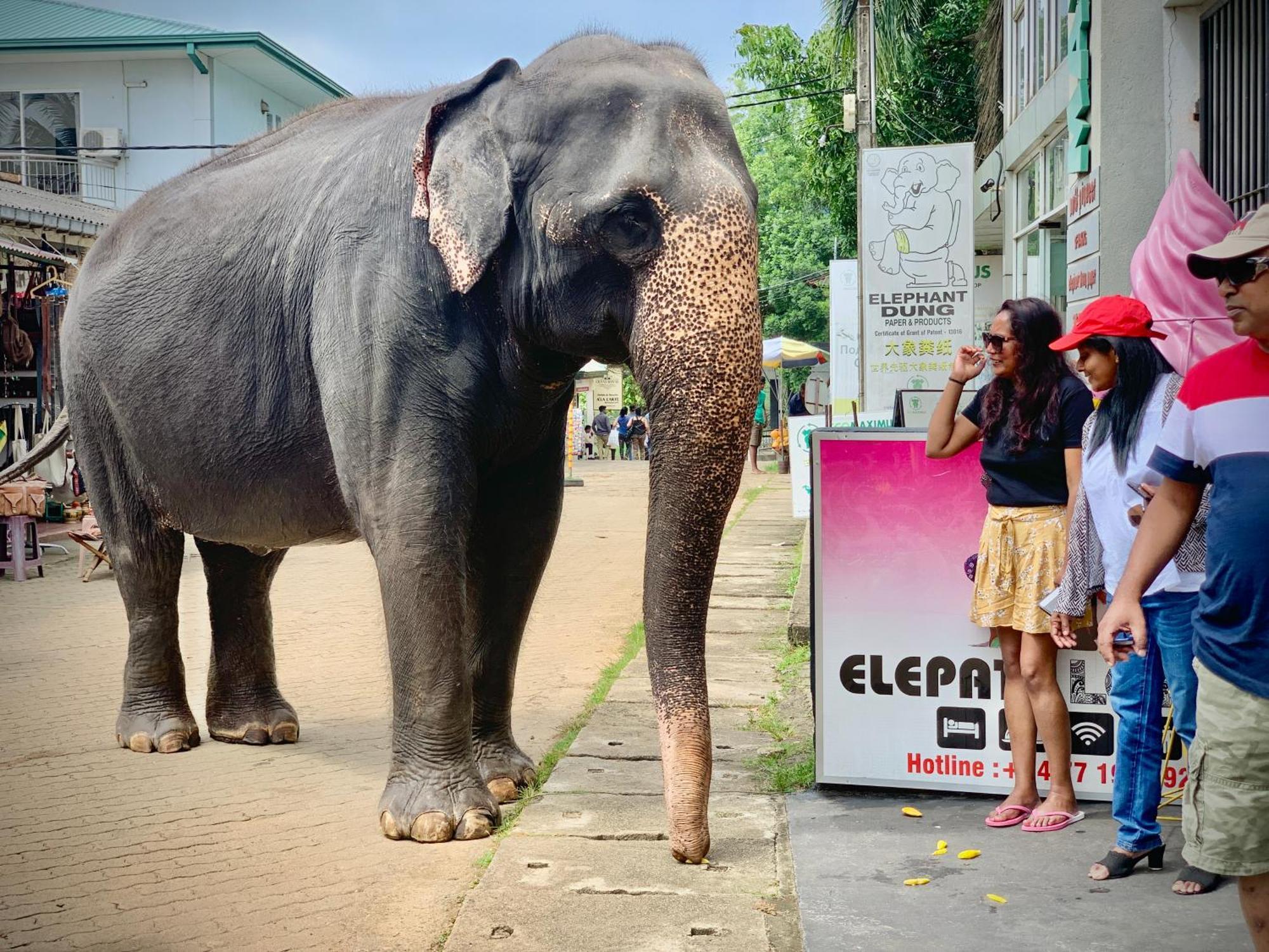 Elepath Lodge- Pinnawala ピンナワラ エクステリア 写真